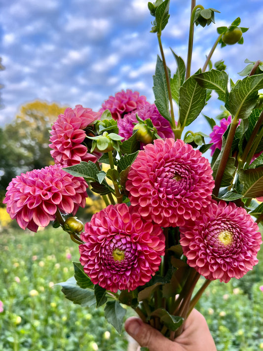 Dahlia- Pink Ball (wk39)
