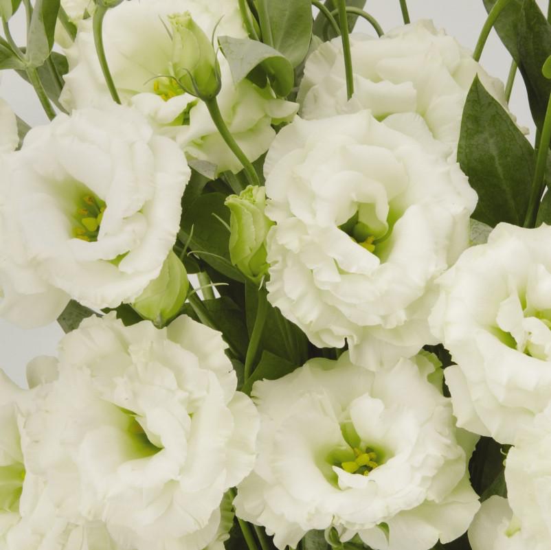 Lisianthus- ABC White