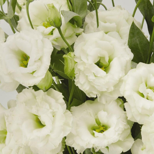 Lisianthus- ABC White