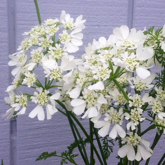 Orlaya- Does Not Ship Well (wk17)