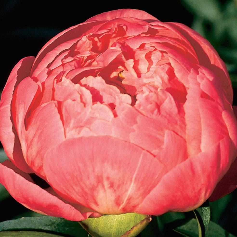 Peony-Coral Charm 5 stems (wk15)