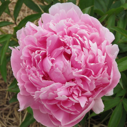 Peony-Sarah Bernhardt 5 Stems