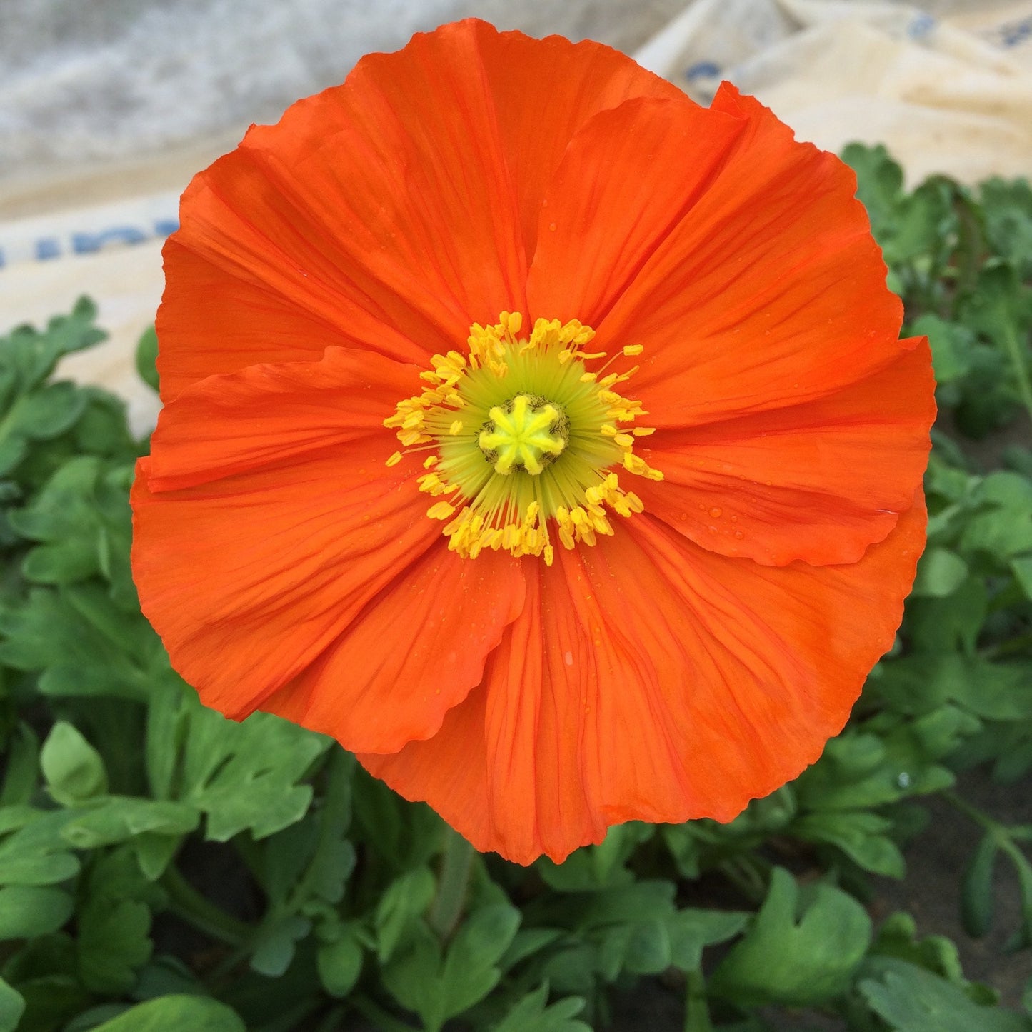 Poppy-White (wk18)
