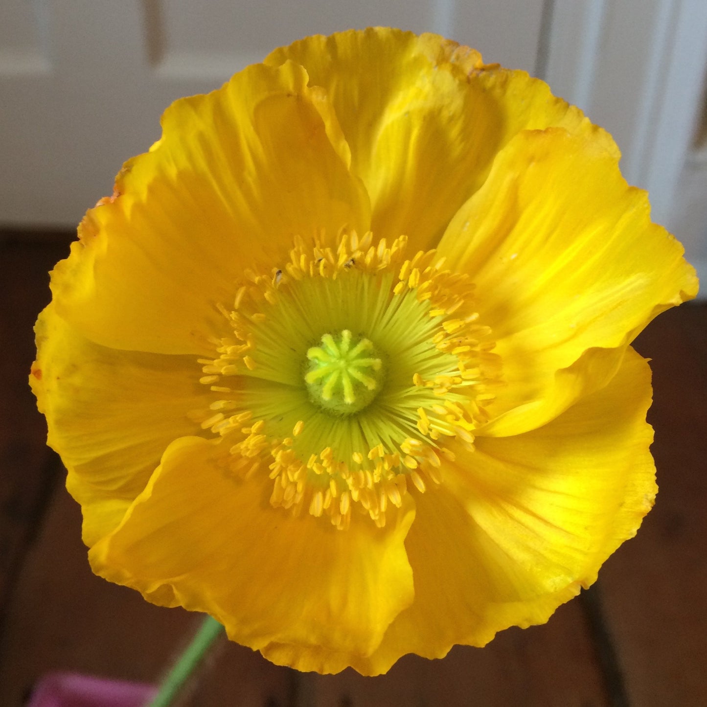 Poppy-White (wk18)