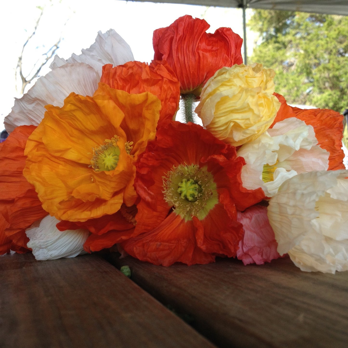 Poppy-White (wk18)