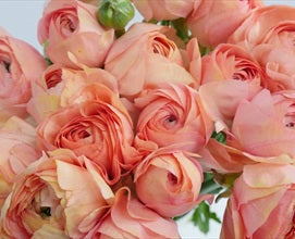 Italian Ranunculus Grand Pastel (wk17)