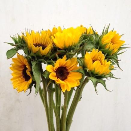 Sunflower-Gold Dark Center (wk31)