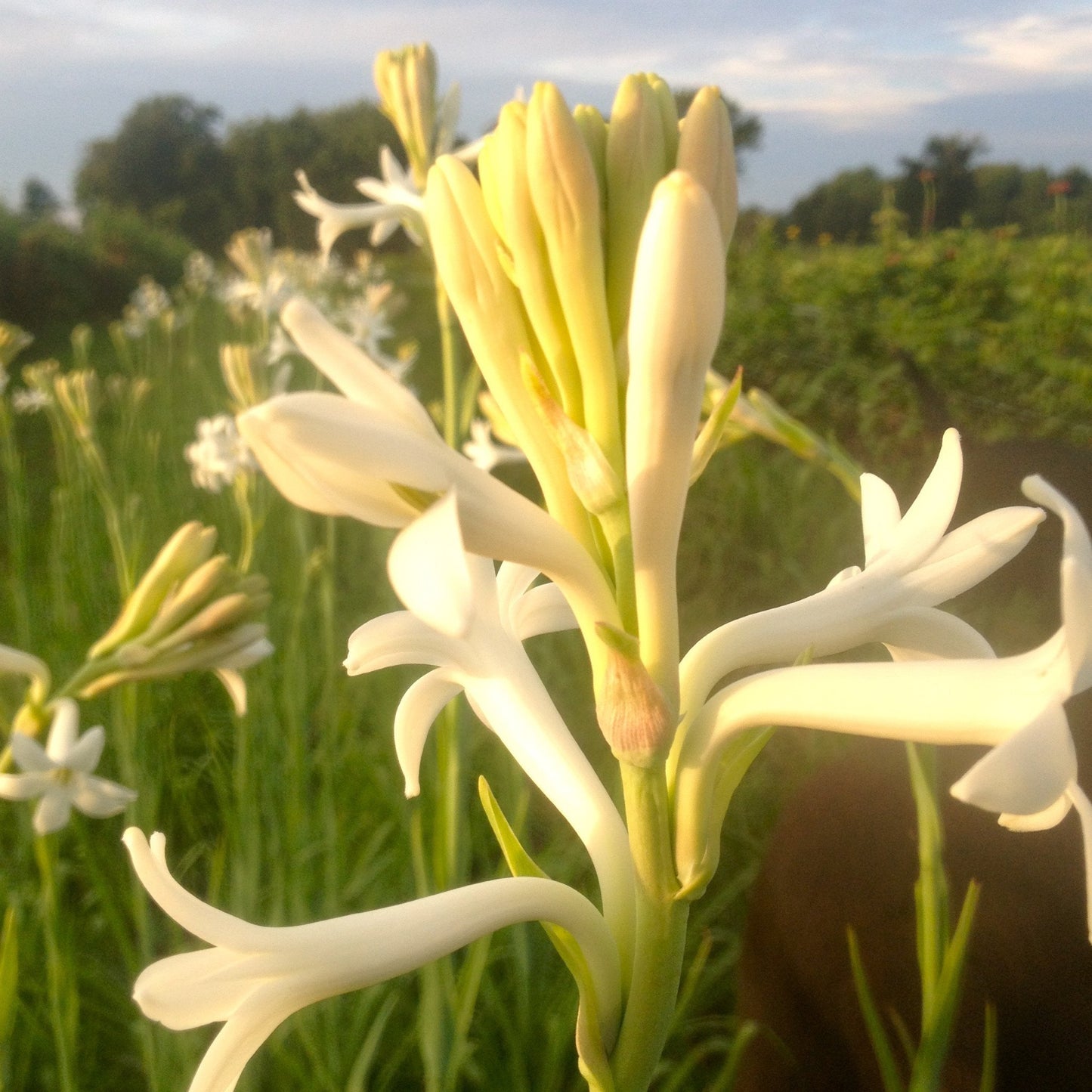 Tuberose - White (wk31)