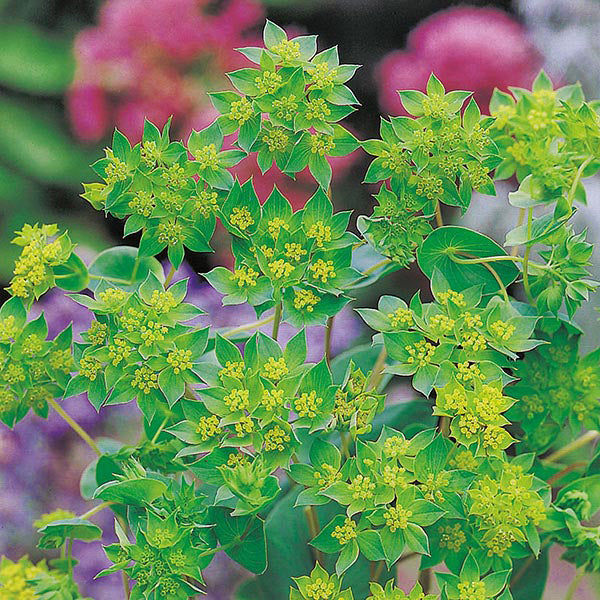 Bupleurum- Green Gold
