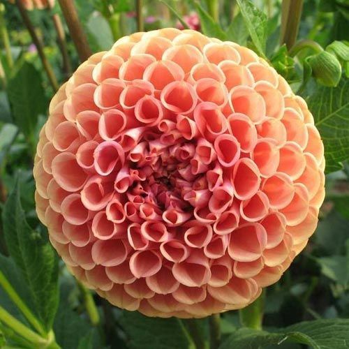 Dahlia-Cornel Bronze ORANGE (wk39)
