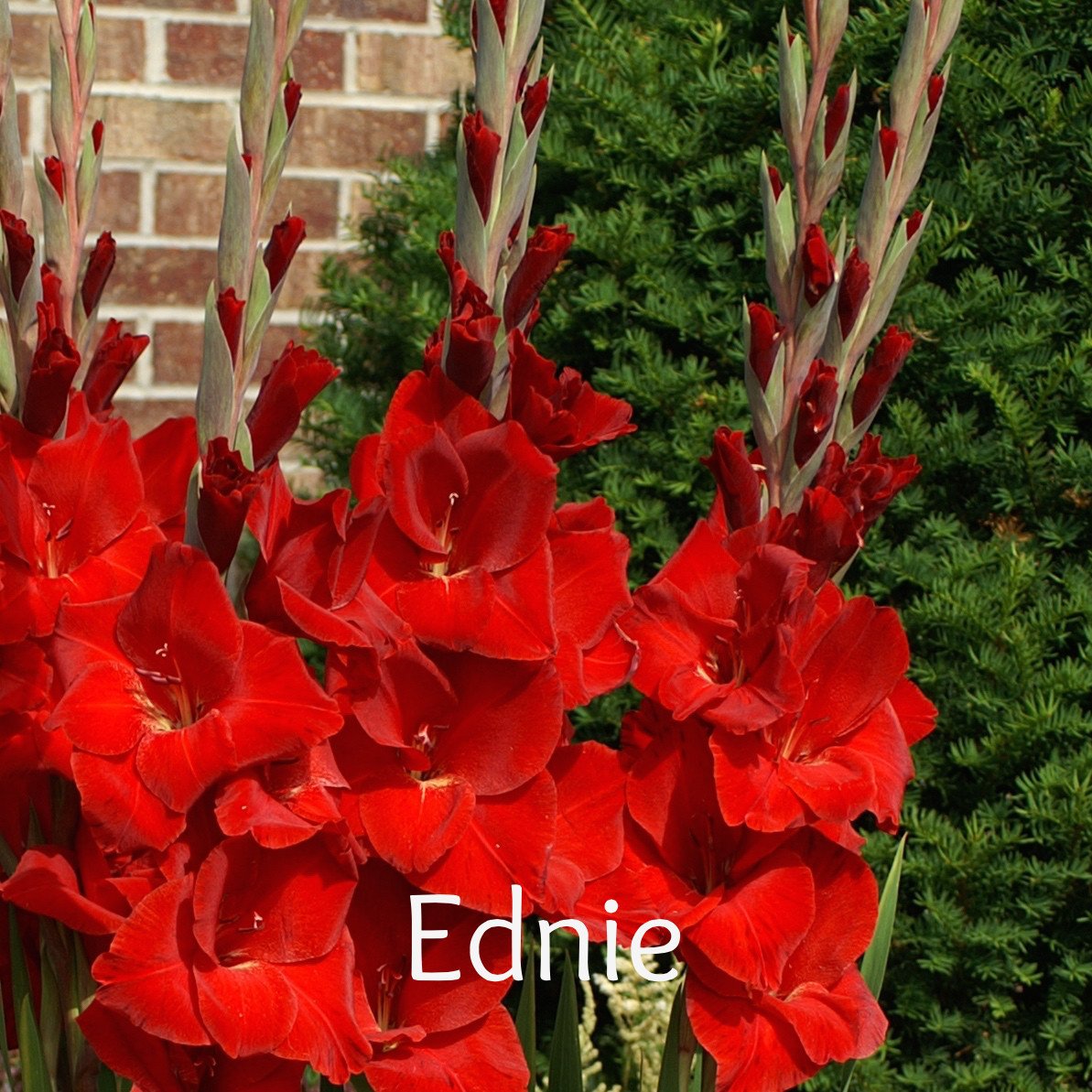 Gladiolus-White