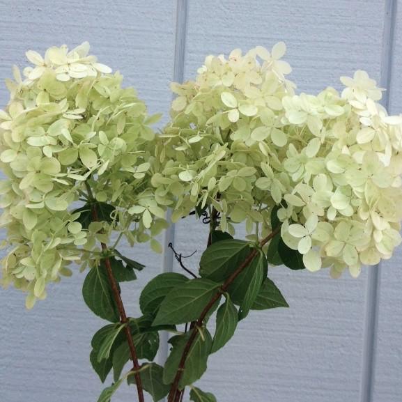 Hydrangea-Limelight (15" Short stems)
