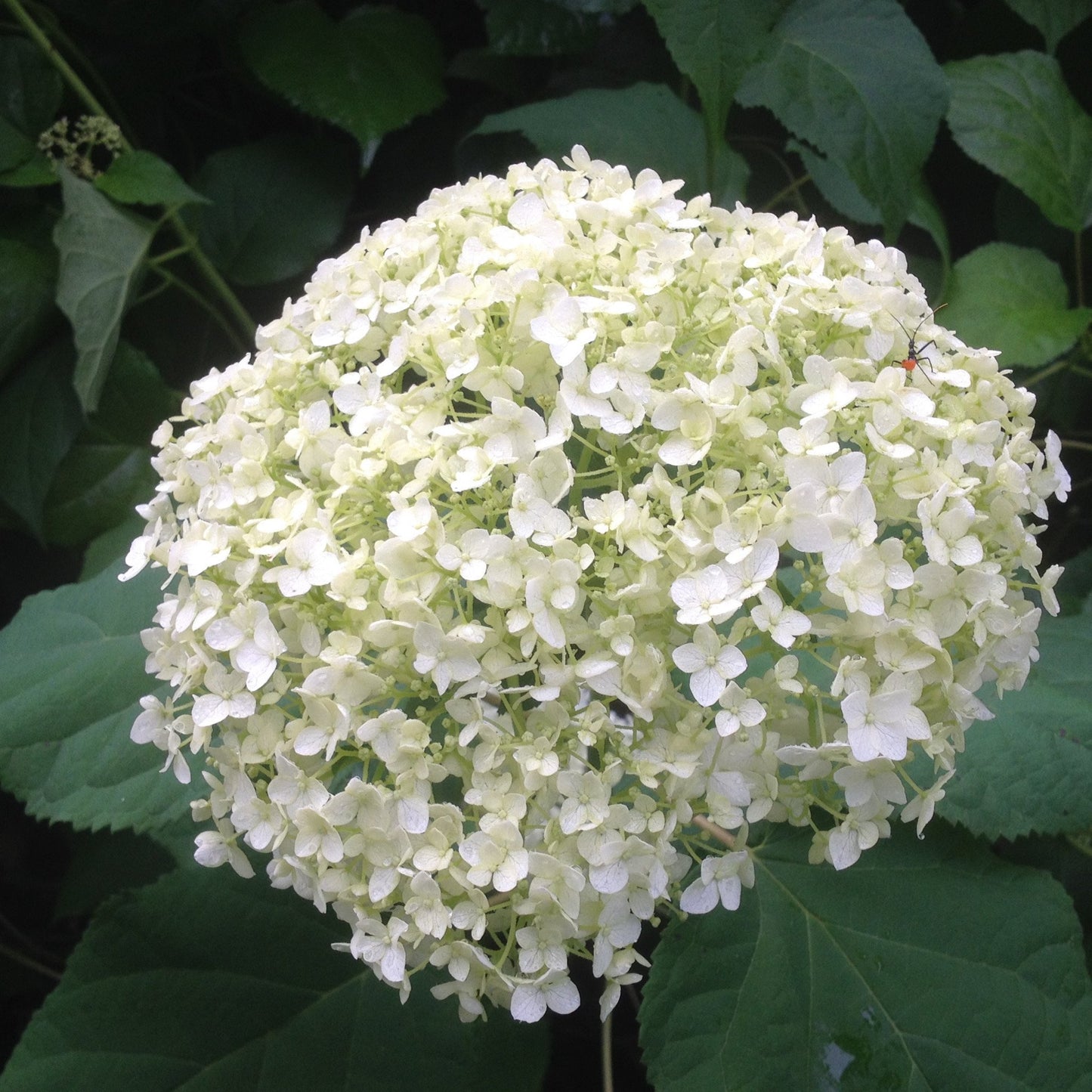 Hydrangea-Limelight (15" Short stems)