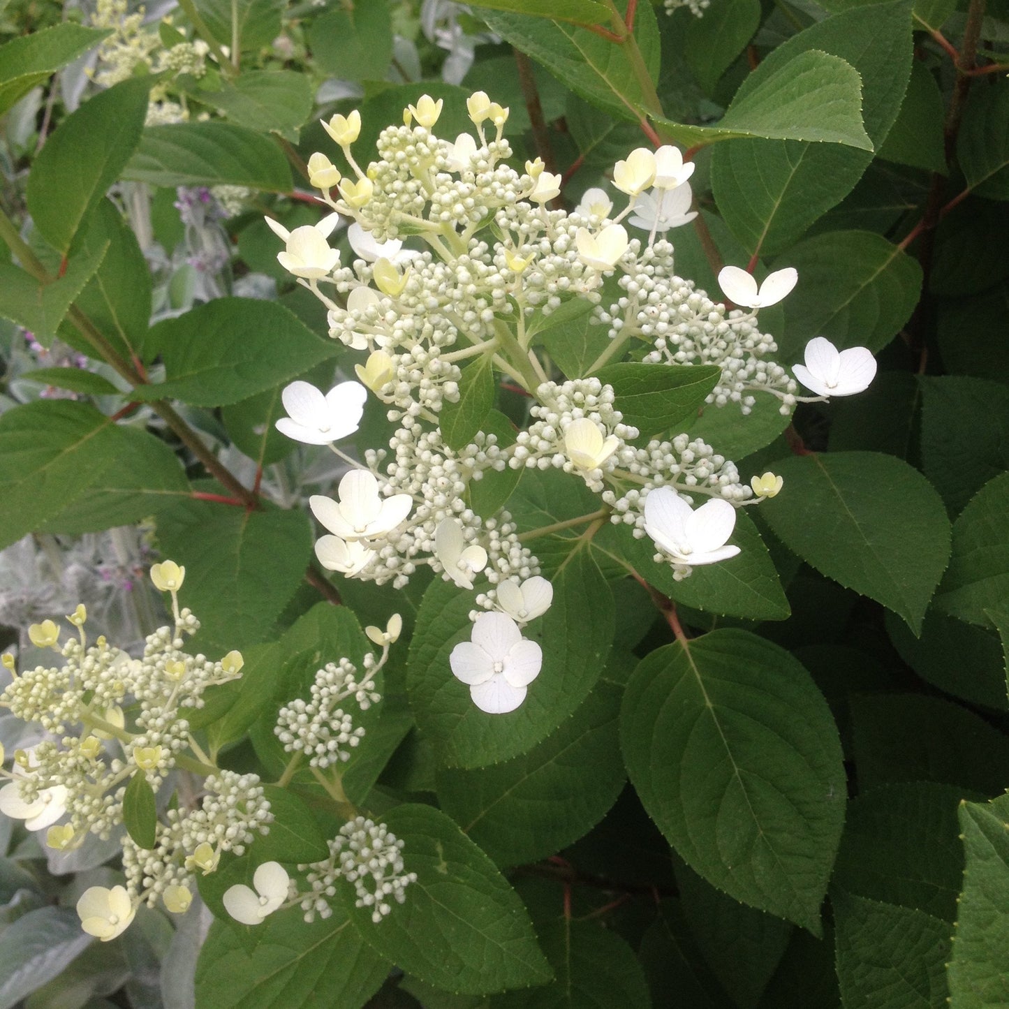 Hydrangea-Limelight (15" Short stems)