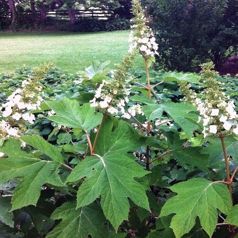 Hydrangea-Limelight (15" Short stems)