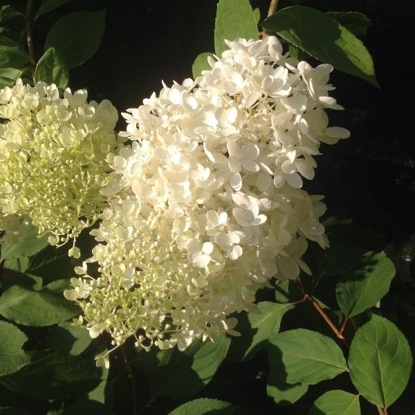 Hydrangea-Limelight (15" Short stems)
