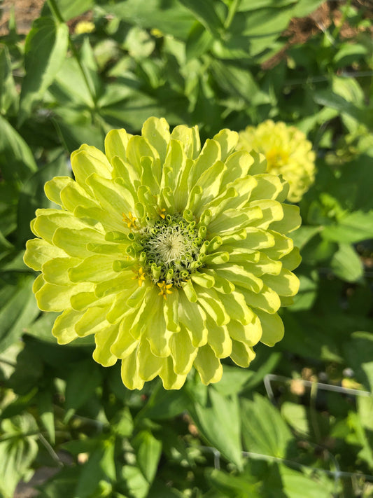 Zinnia- Lime (wk30)