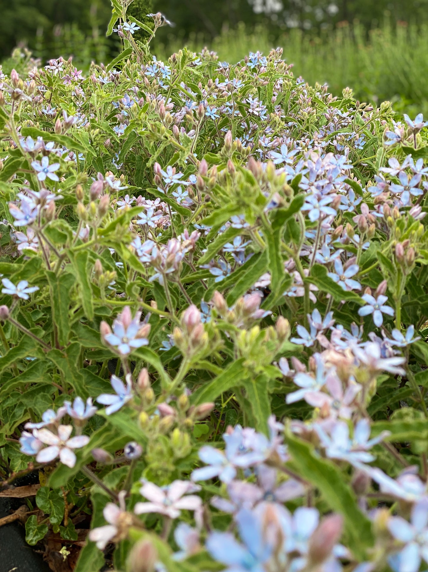 Tweedia- Blue