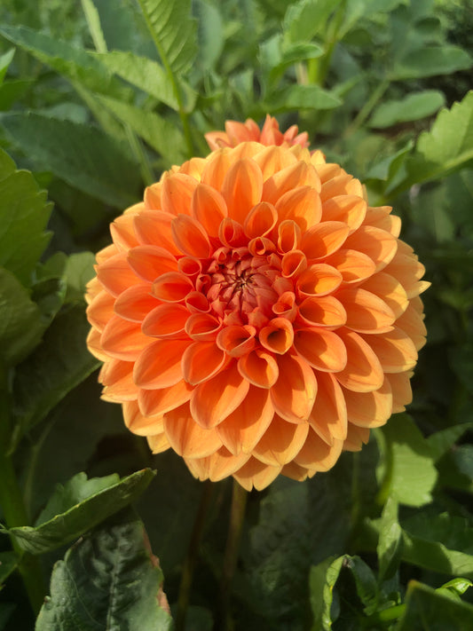 Dahlia- Orange Ball (wk40)