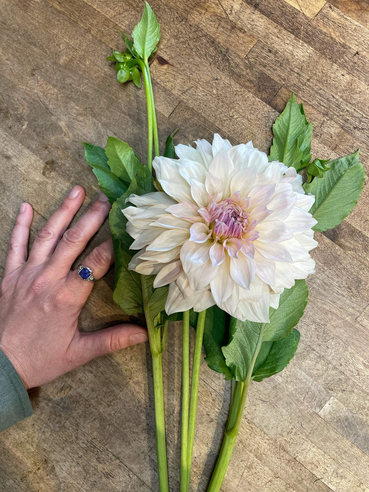 Dahlia-Cafe au Lait Cream (5 stems) (wk39)