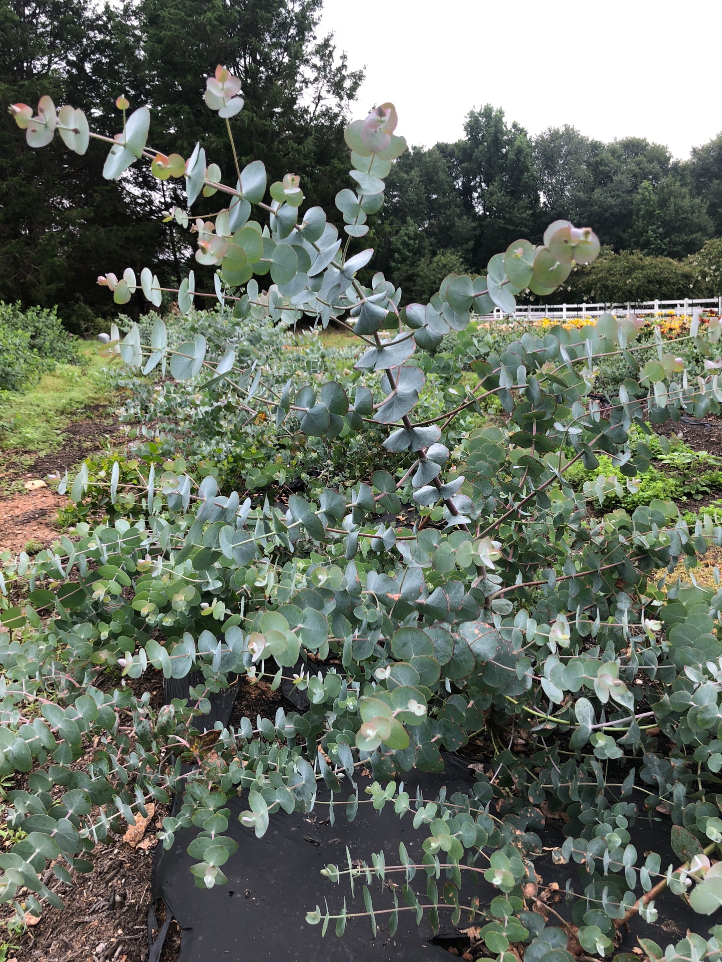 Eucalyptus- Baby Blue