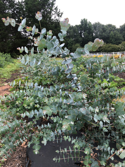 Eucalyptus- Baby Blue