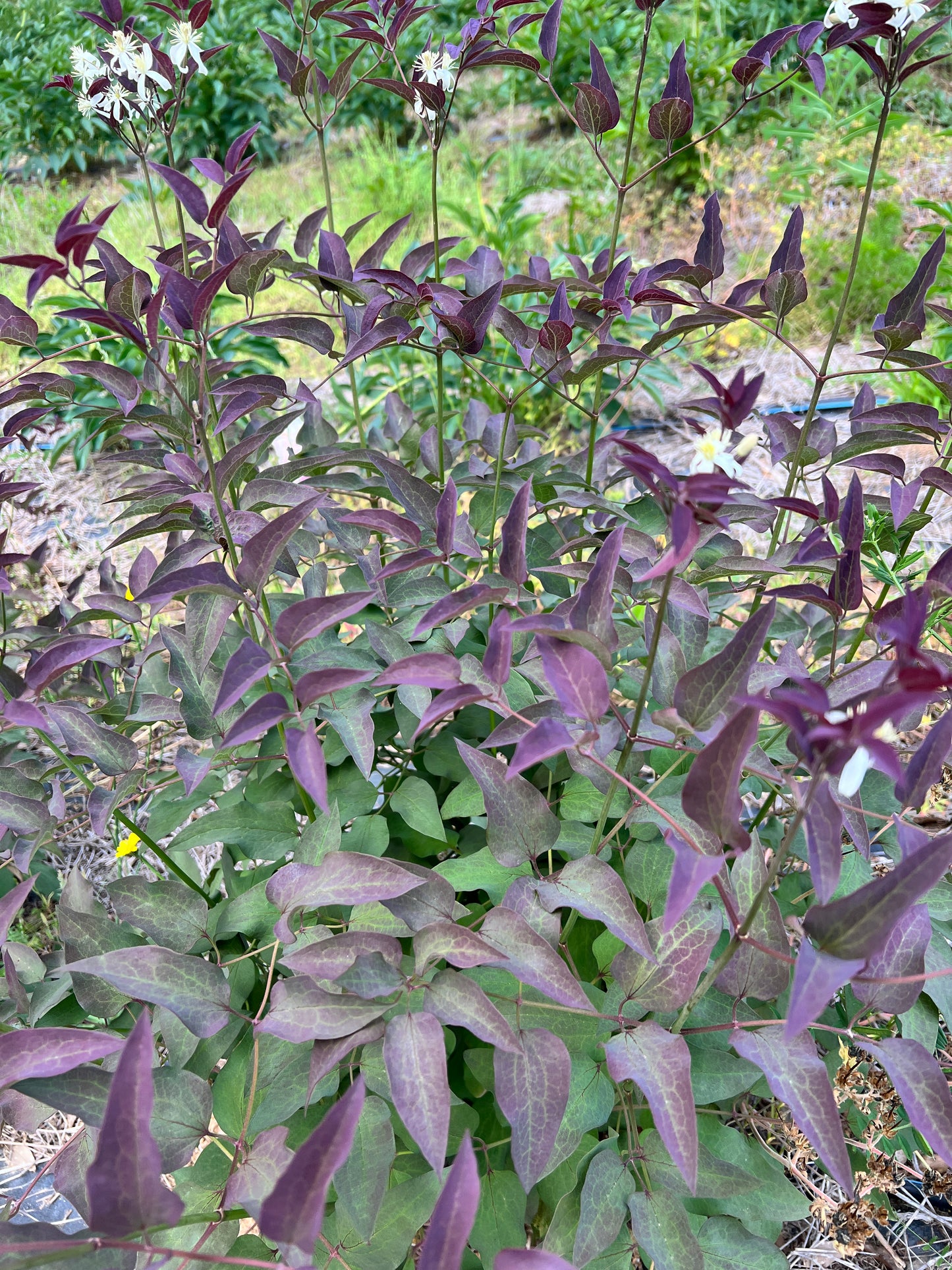 Clematis Foliage