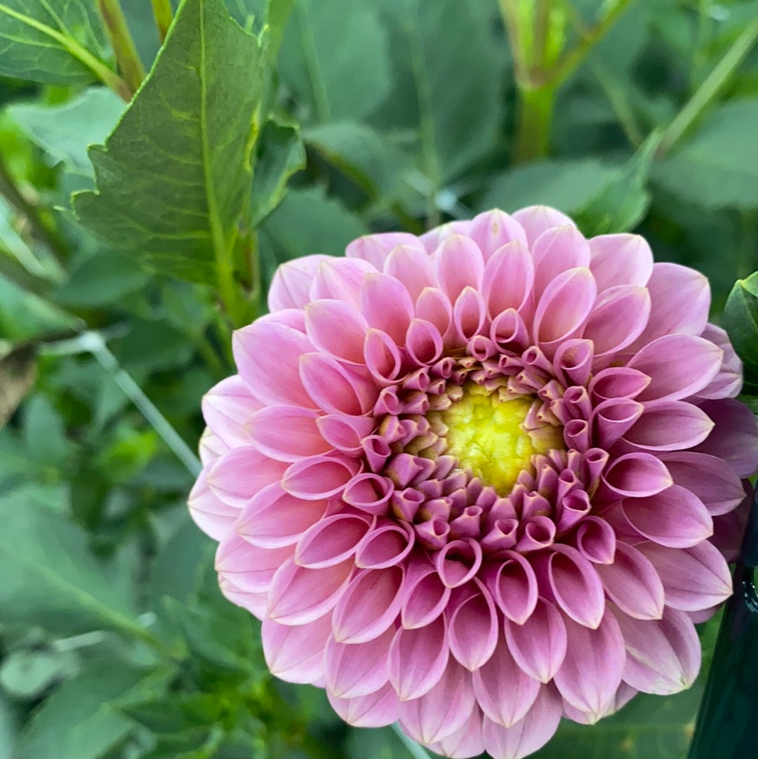 Dahlia- Rock Run Ashley (wk34)