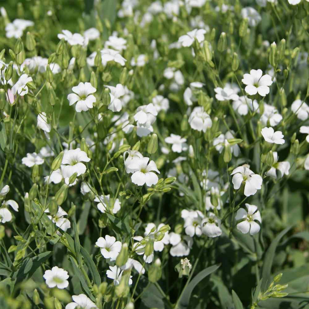 Saponaria- White