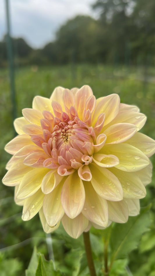 Dahlia-Miss Amara (wk40)