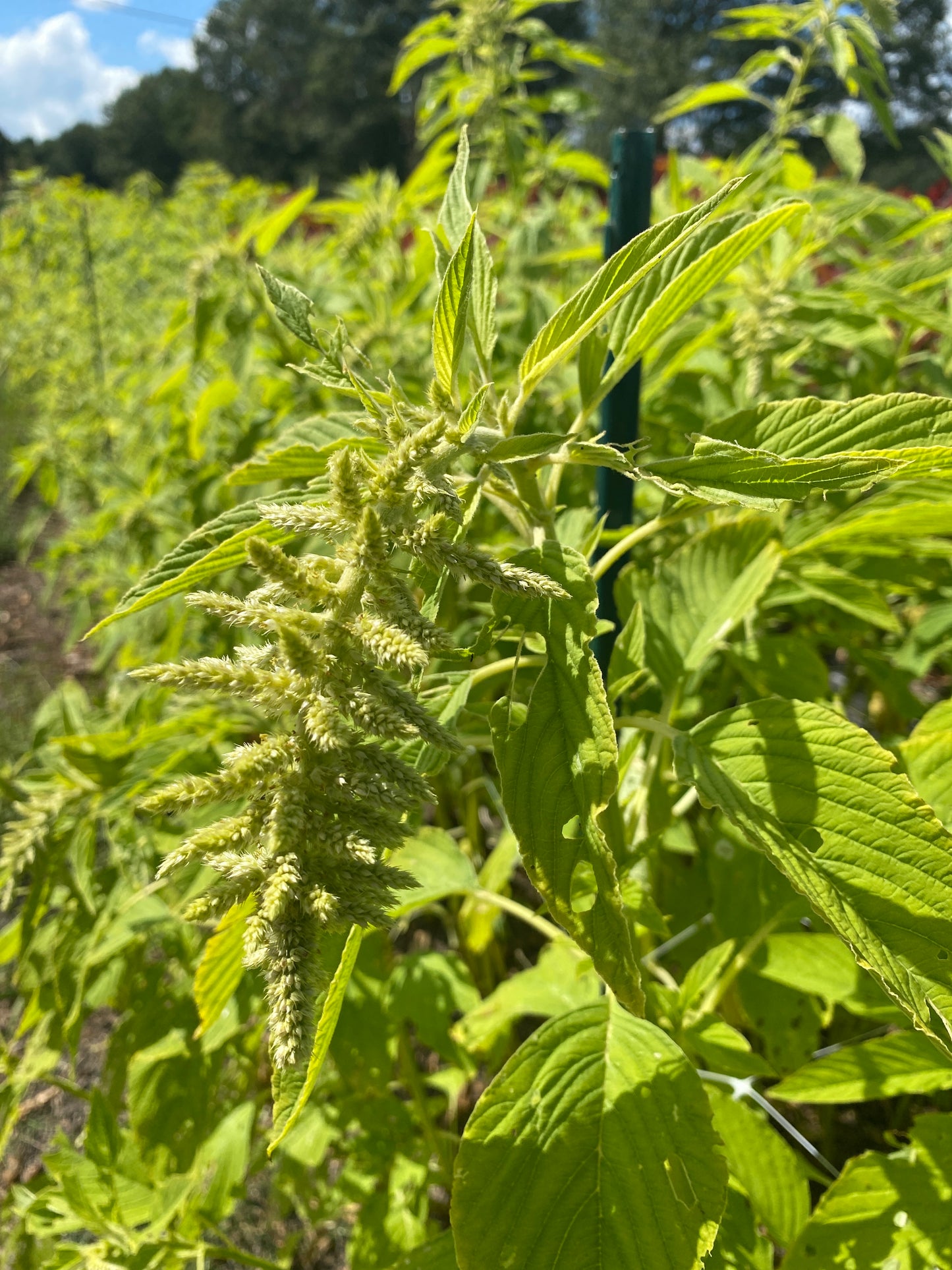 Amaranth- Emerald Green
