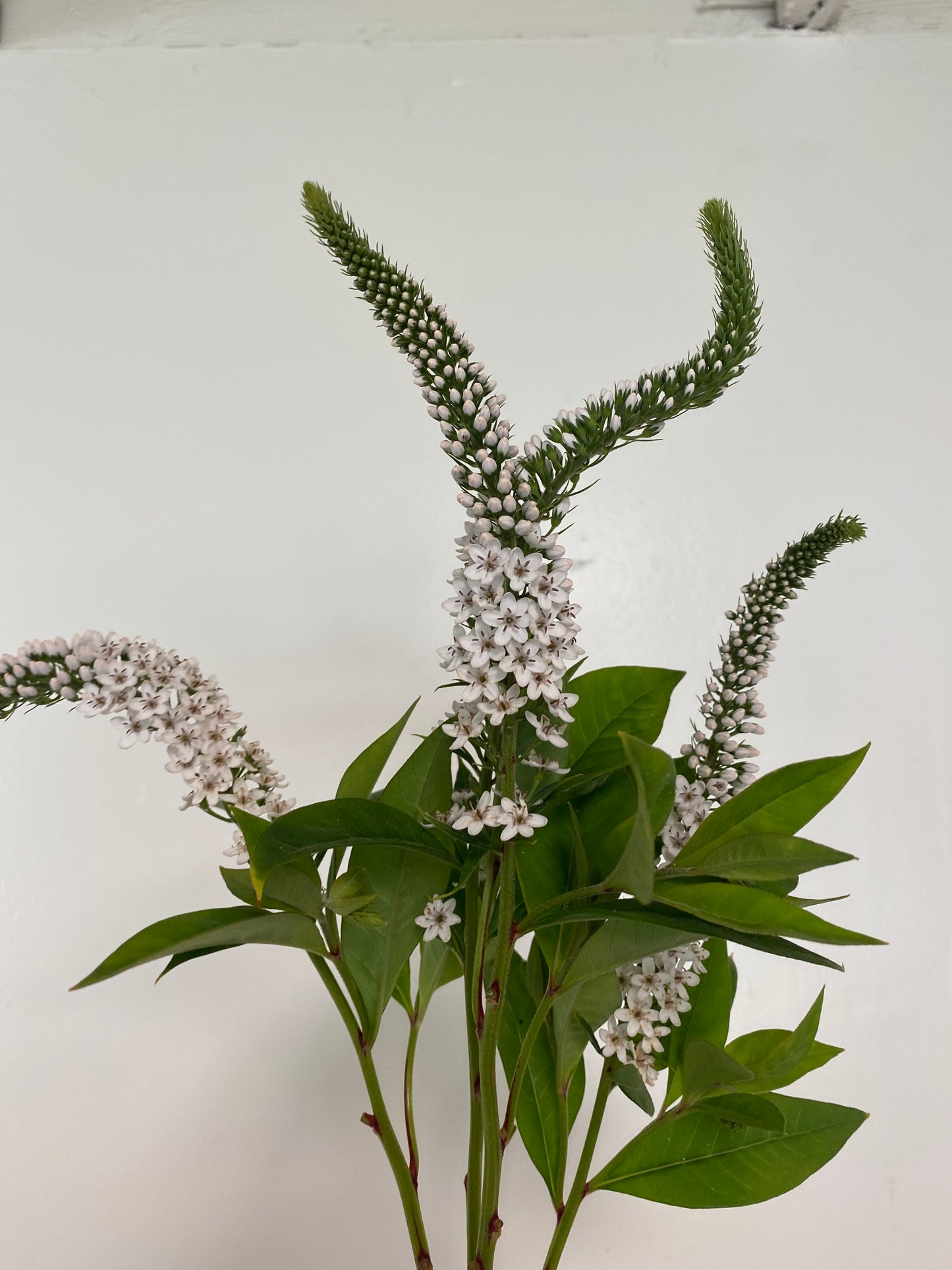 Gooseneck Loosestrife