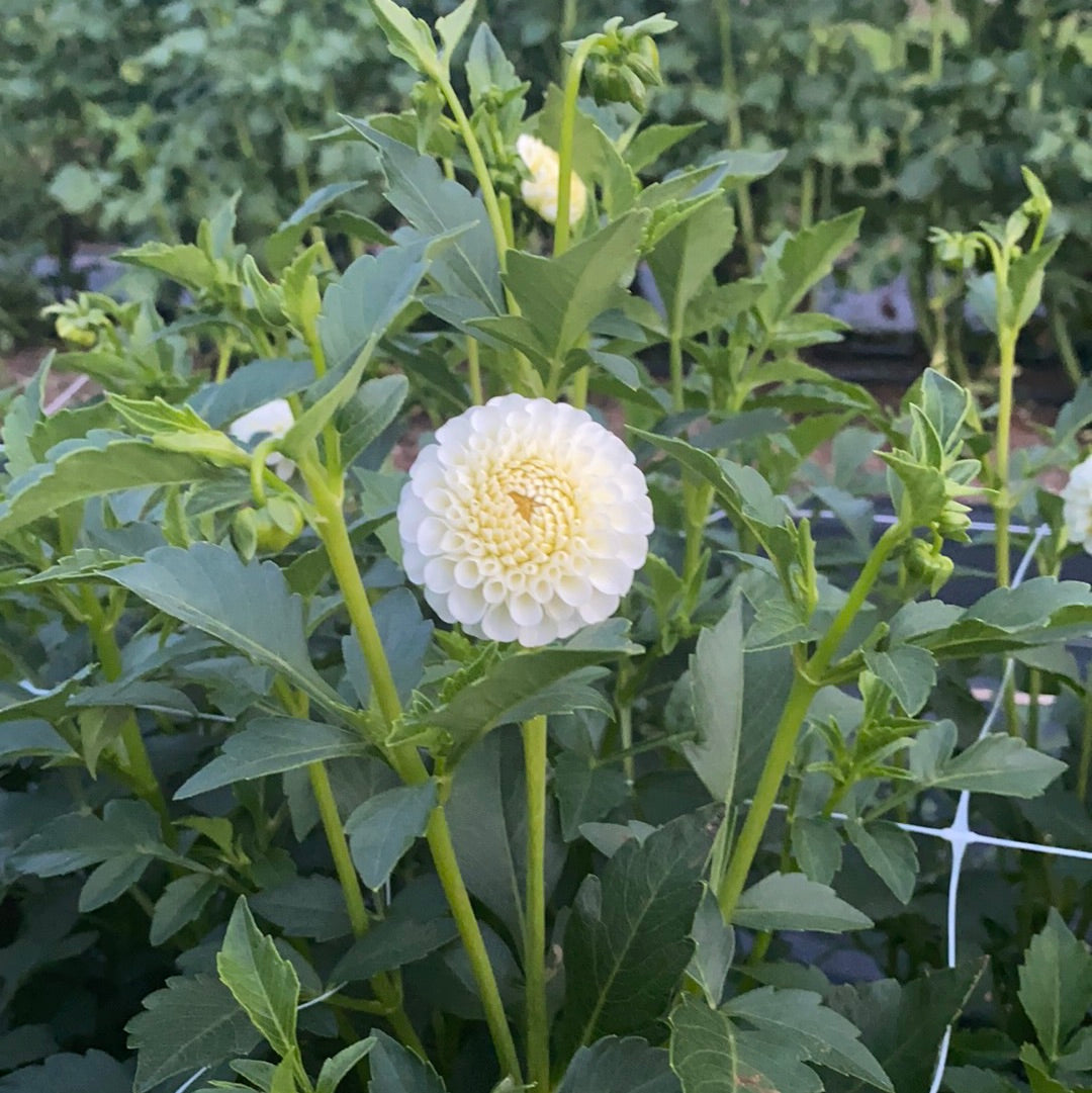 Dahlia Mini White (wk33)