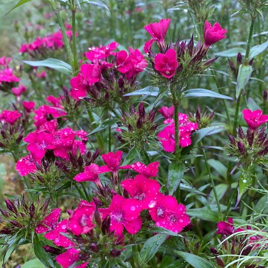 Dianthus- Sweet William-Amazon Neon Cherry