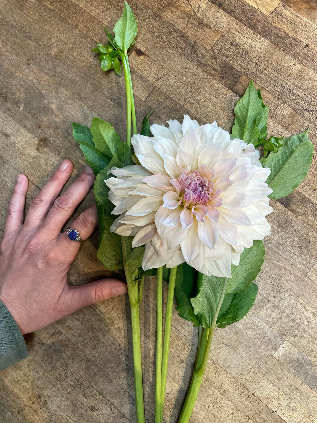 Dahlia-Cafe au Lait Cream (5 Stems) (wk38)