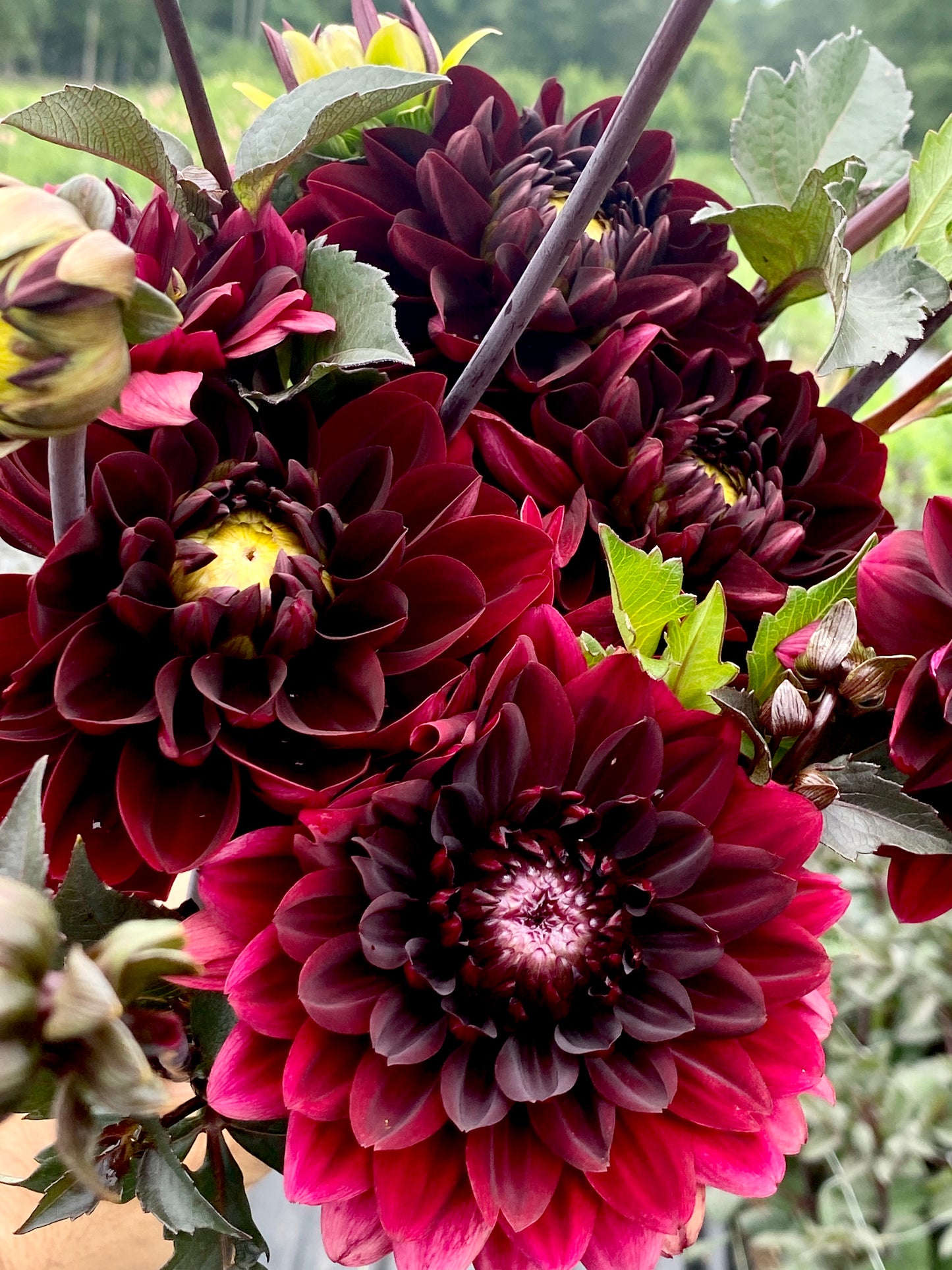 Dahlia- Decorative Burgundy (wk34)