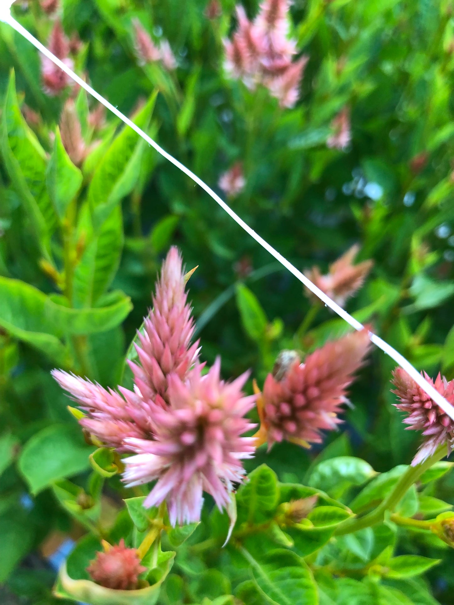 Celosia- Celway Salmon