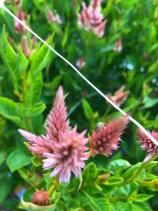 Celosia- Celway Salmon