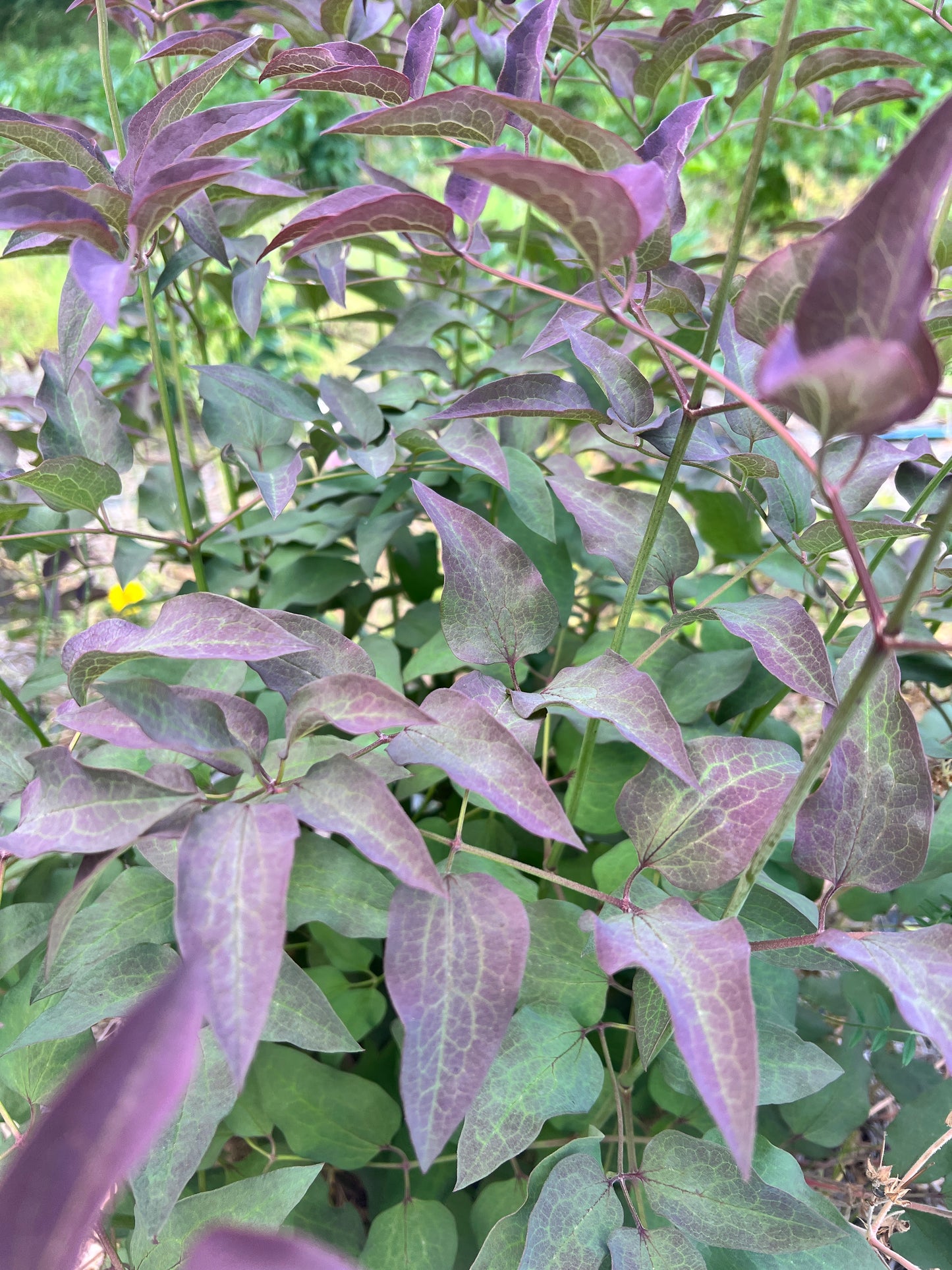 Clematis Foliage