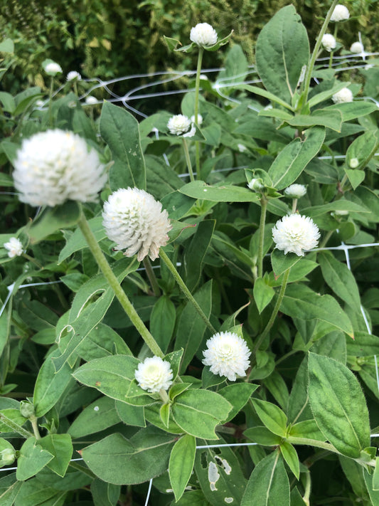 Gomphrena- White