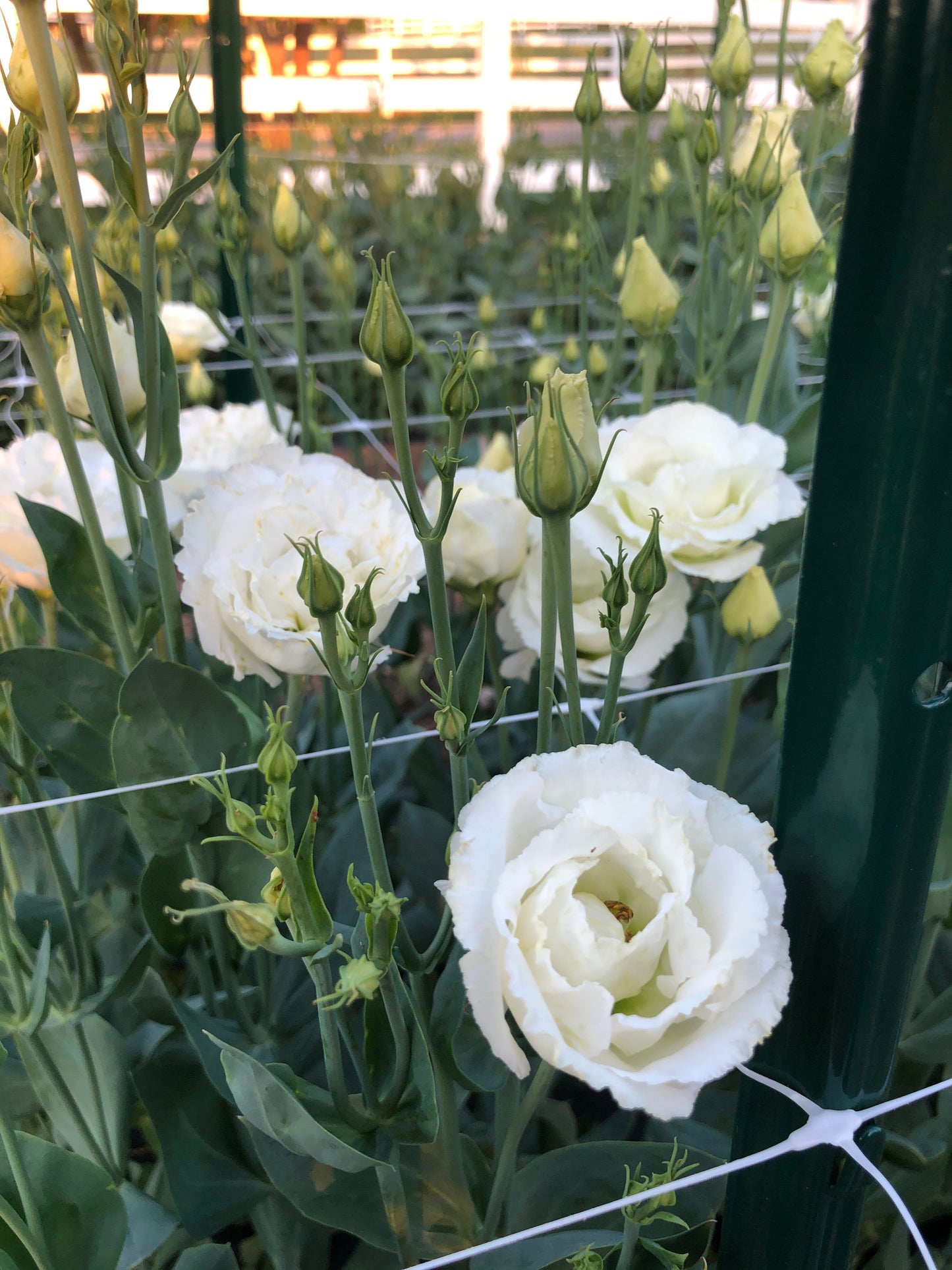 Lisianthus- White Ruffles