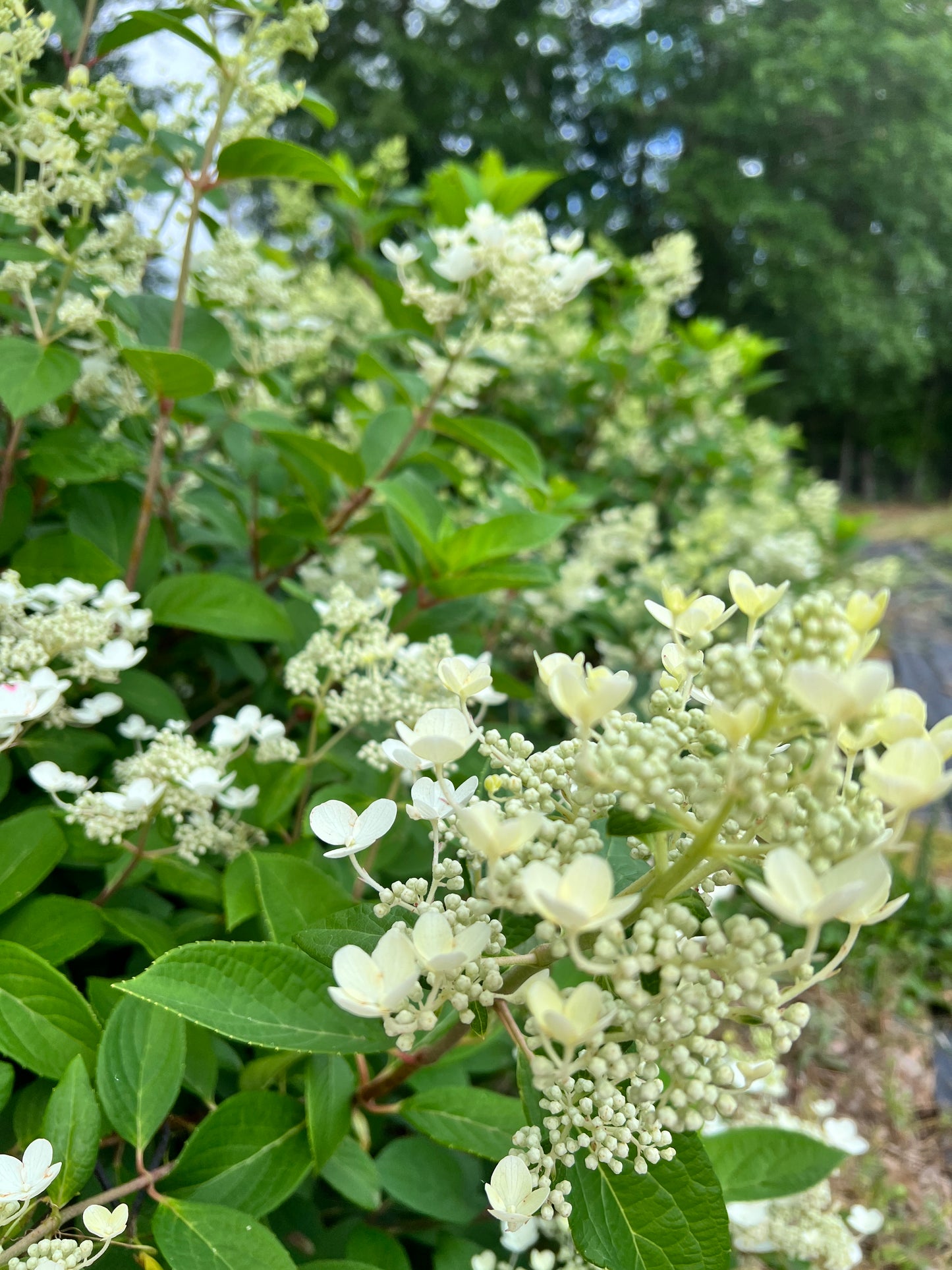 Hydrangea- Antiqued Lacecap