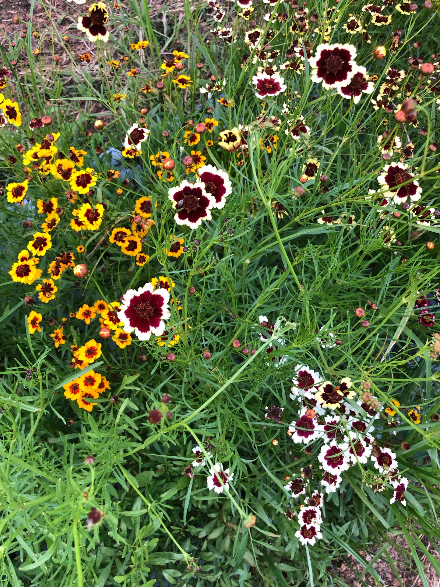 Coreopsis