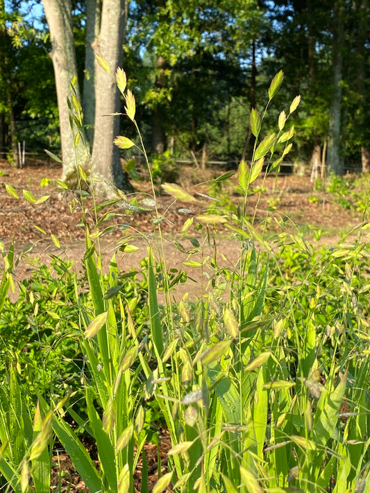 Sea Oats