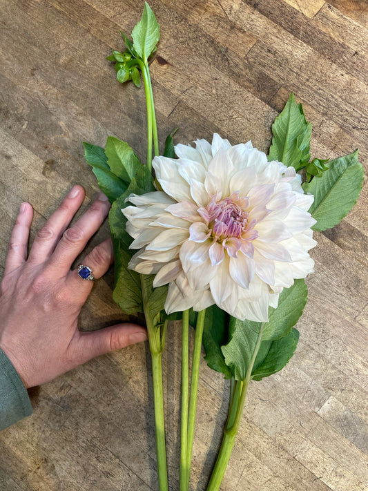 Dahlia-Cafe au Lait (5 Stems) (wk40)
