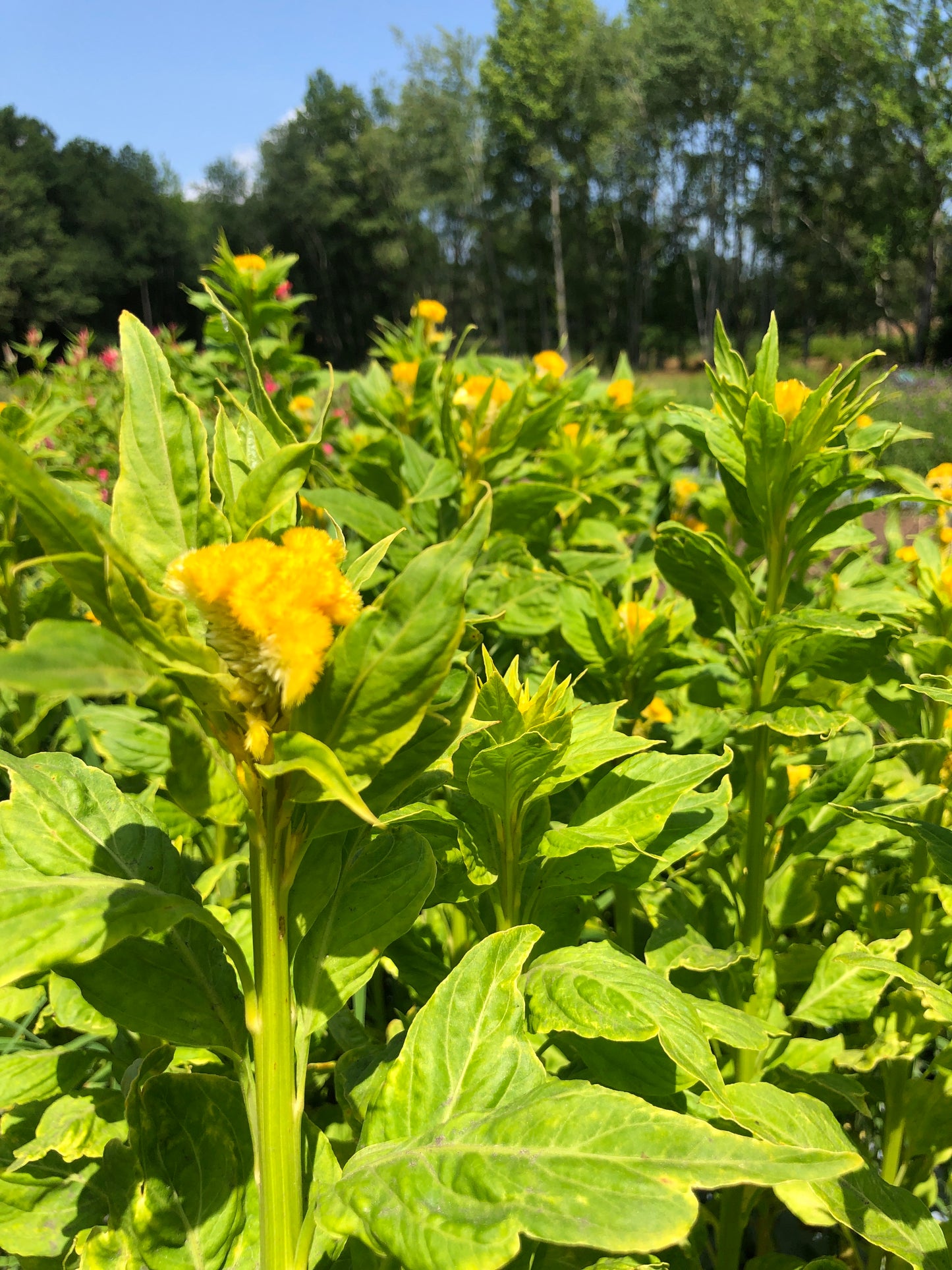 Celosia- Yellow (wk34)