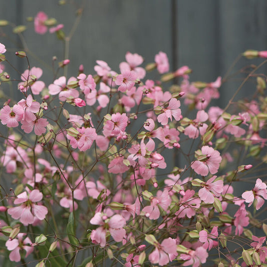 Saponaria- Pink