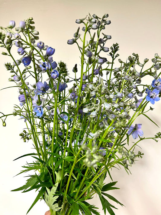 Delphinium- Sky Blue (wk24)