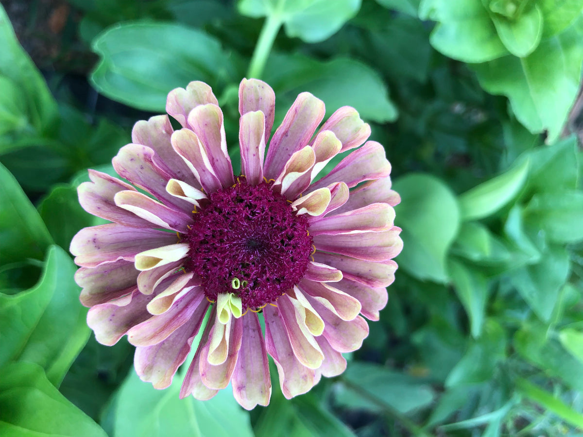 Zinnia- Queen Lime Red (wk40)