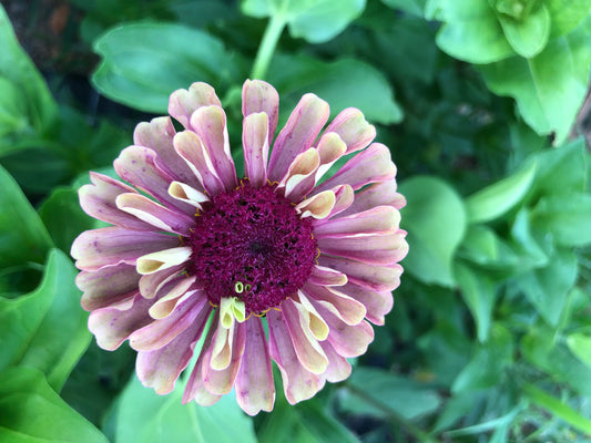 Zinnia- Queen Lime Red (wk40)